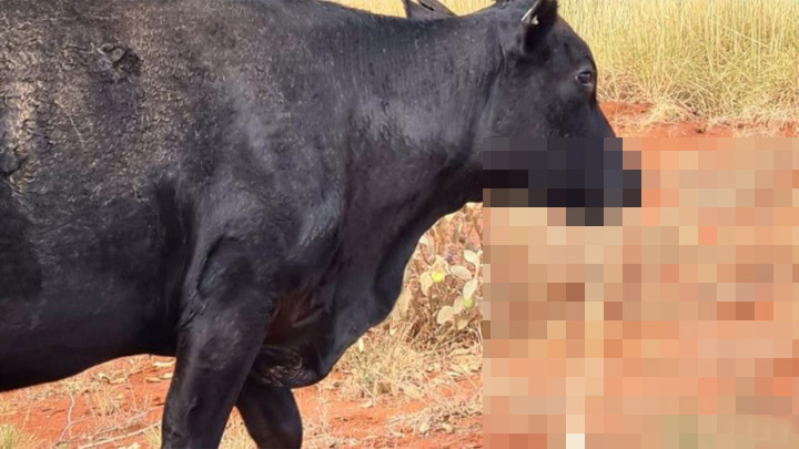 В Австралии даже коровы пугают до смерти!