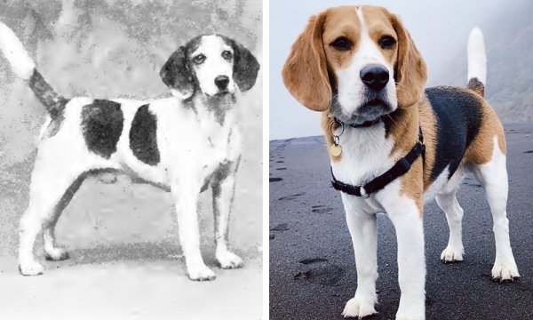 Как выглядели популярные породы собак 100 лет назад