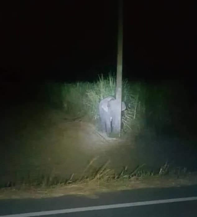 Это слонёнок, который пытается спрятаться за фонарным столбом. Тайские фермеры застукали его за поеданием сахарного тростника