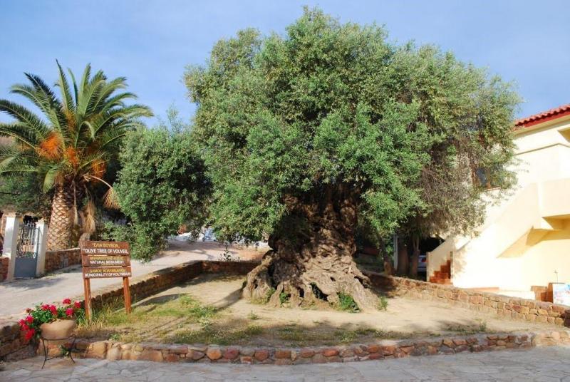 На Крите продолжает плодоносить оливковое дерево, выросшее до нашей эры