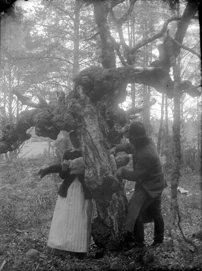 Попытка исцелить ребенка–рахитика путем протаскивания через дупло в целебном дереве, 1918 год, Швеция