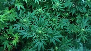 Минздрав Канады предупредил жителей страны, что они выращивают дома слишком много медицинской марихуаны