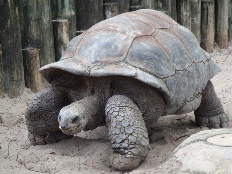 Самые старые черепахи в мире