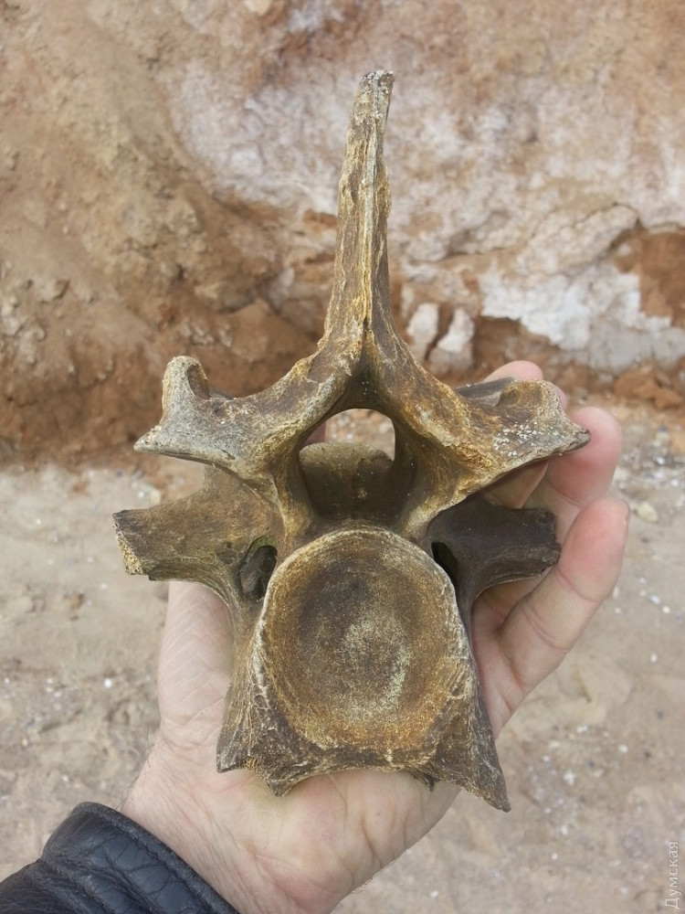 Степной зубр или шерстистый носорог: в Одесской области нашли останки доисторического животного