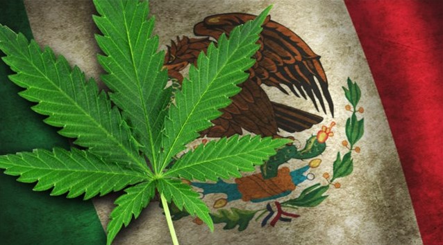 В Мексике легализуют марихуану — решение поддержали депутаты и президент страны