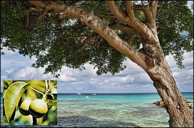 Самое опасное дерево на планете: любителям отдыха на райских островах полезно узнать...
