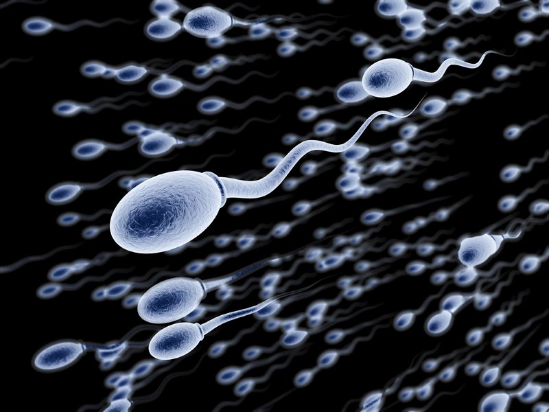 Удивительные факты о сперматозоидах, которые вы должны знать