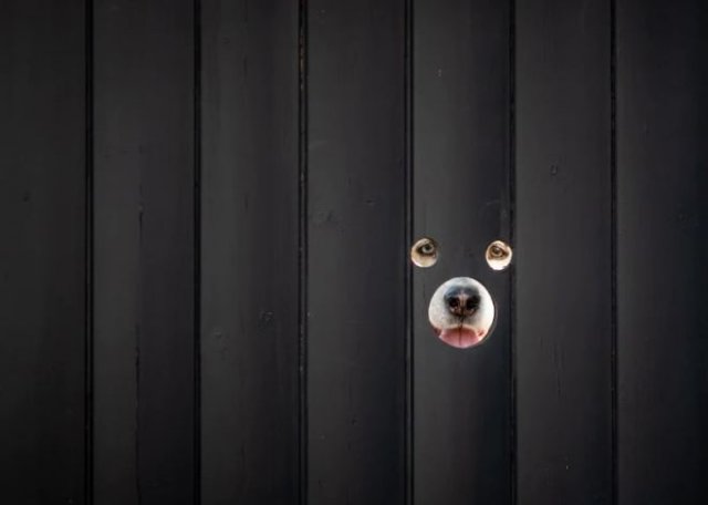 Британец создал городскую достопримечательность, просто просверлив дырки для собак в своем заборе