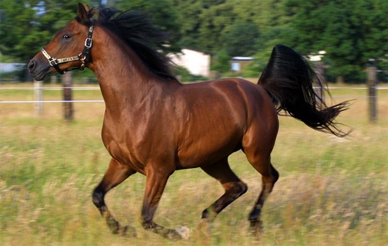 Самые красивые породы лошадей