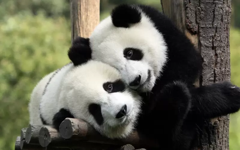 Власти Китая: панды больше не находятся под угрозой исчезновения, но остаются уязвимы