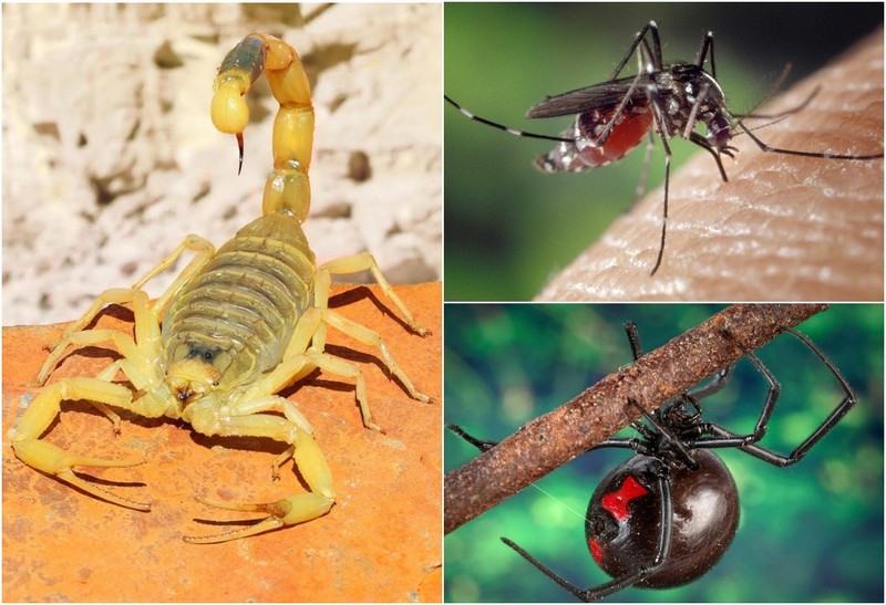 Самые смертельно опасные насекомые в мире