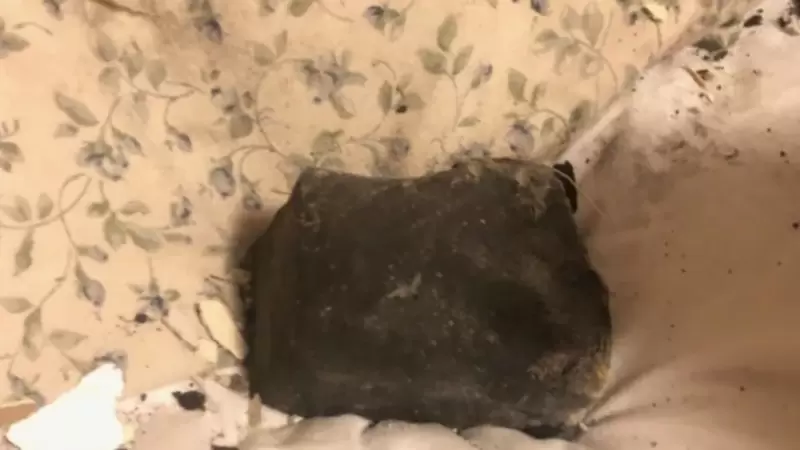 Метеорит разбудил жительницу Канады — он пробил крышу спальни и упал на подушку в десяти сантиметрах от головы