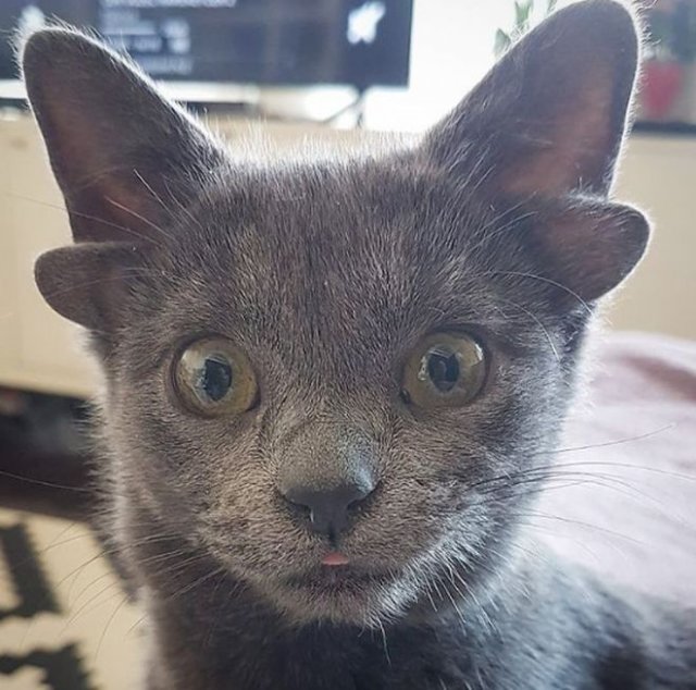 В Турции нашли котенка с четырьмя ушами