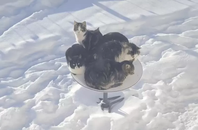 В Канаде стоящую на земле спутниковую тарелку Starlink «захватили» коты — они греются на ней и мешают ловить интернет