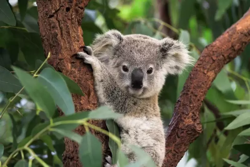 Австралия признала коал исчезающим видом. Всё из-за лесных пожаров, засухи и вырубки лесов