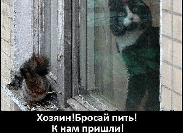 Забавные шутки, мемы и картинки с котами 22.06.2022