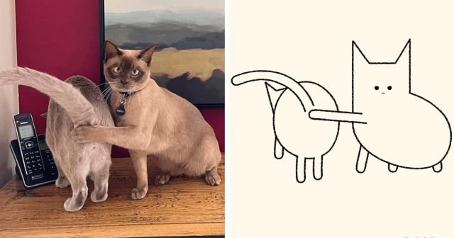 Минималистичные и забавные карикатуры на котиков из Сети