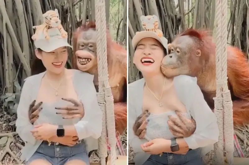 Орангутанг обнял за грудь и поцеловал туристку в зоопарке Бангкока