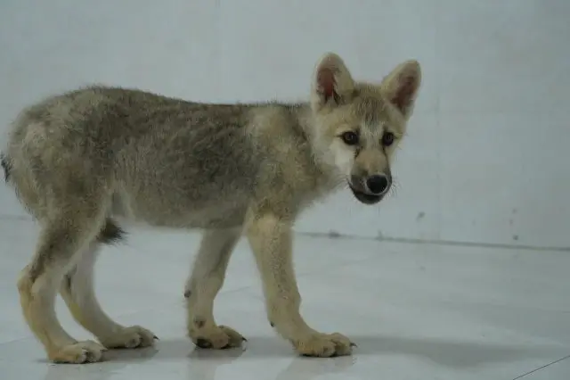 Арктический волк - его первыми в мире клонировали китайские ученые