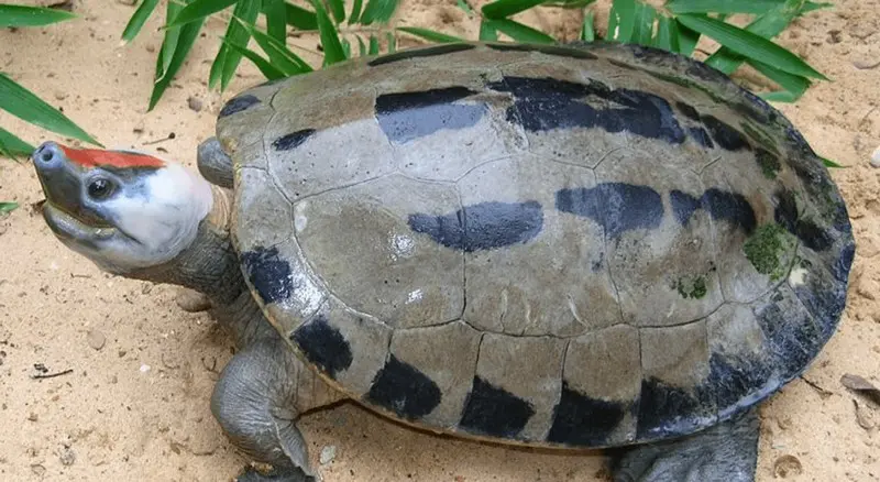 Cамые красивые черепахи в мире
