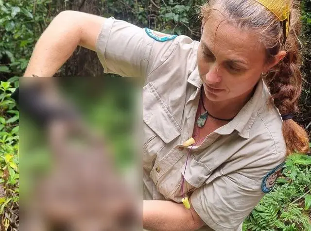 "Жабзилла": в Австралии нашли рекордно огромную жабу