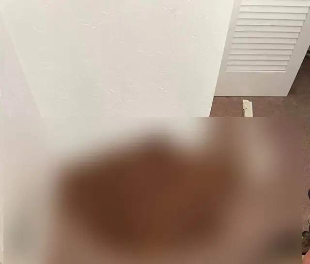 Парень из Калифорнии обнаружил за стеной своего дома сюрприз от дятла