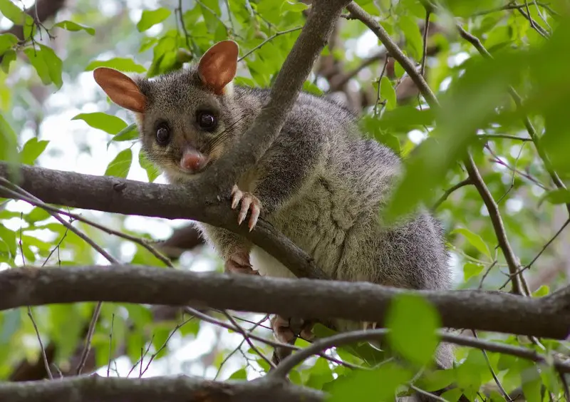 Десять необычных животных Австралии