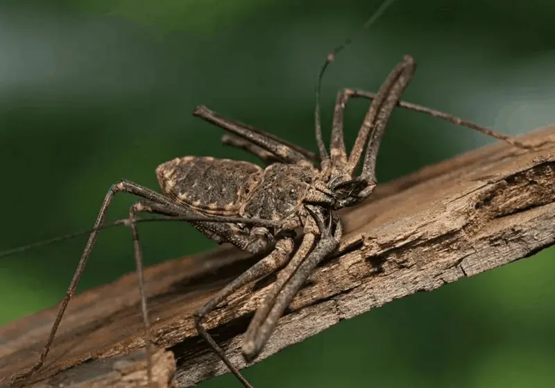 Десять самых страшных насекомых Австралии, которых стоит обходить стороной