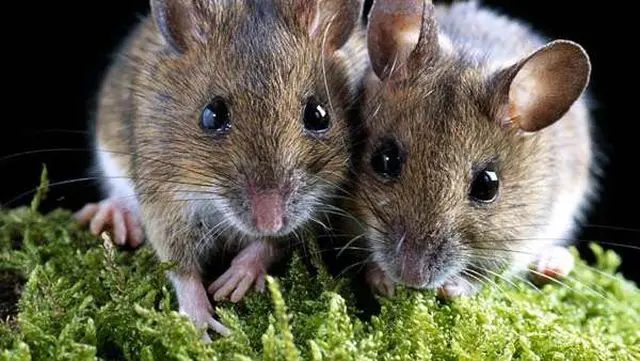 Японские ученые родили мышей от двух отцов без участия самки