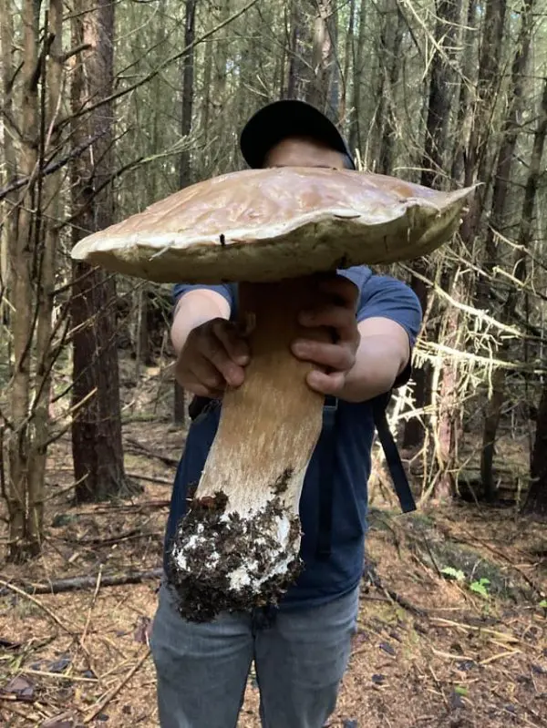 Люди отправилась в лес по грибы, а нашли настоящий клад