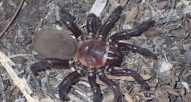 Ужас для арахнофобов: в Австралии нашли новый вид огромных пауков