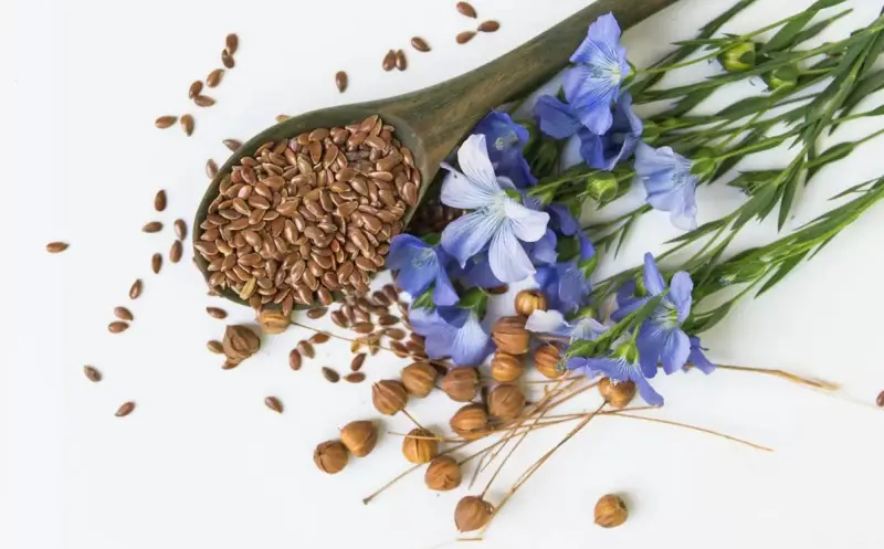 Семена льна: полезные свойства и способы применения