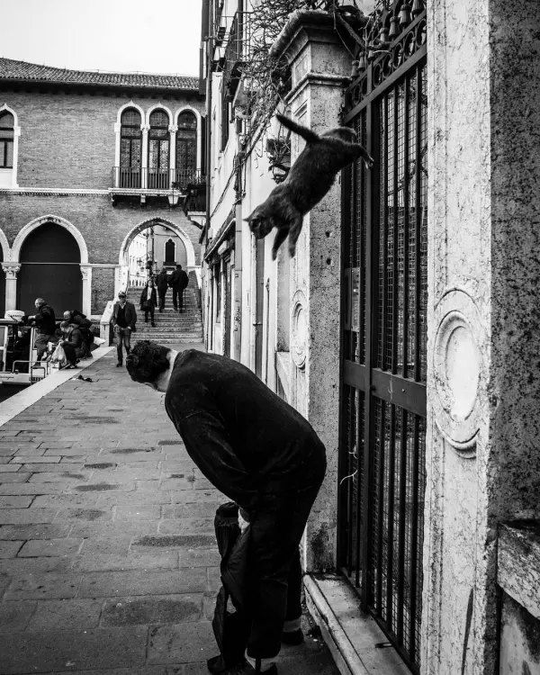 "Венецианские коты": душевный и стильный проект итальянского фотографа