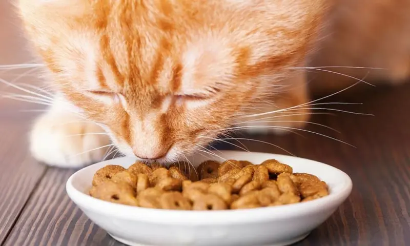 Как выбрать корм для кошки?