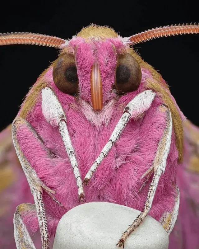 "Показ мод": насекомые с самой яркой и экзотической внешностью 03.07.2023
