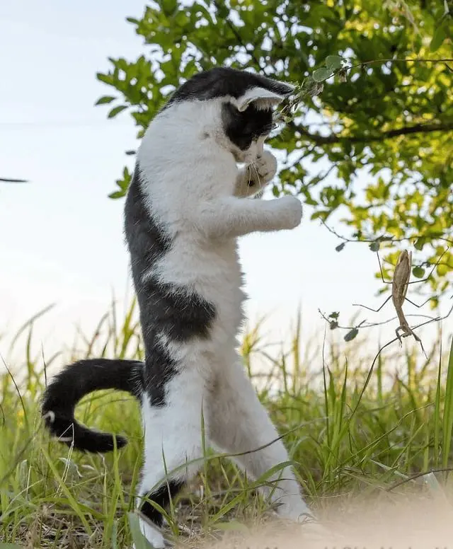 Кот в "боевой стойке" стал героев фотожаб