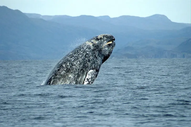 Ученые раскрыли загадку массовых самоубийств среди серых китов
