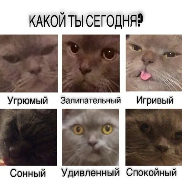 Мемы с котами 13.02.2024