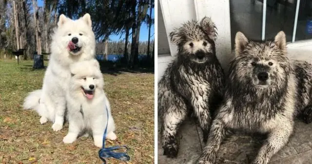 Боль собачников: собаки и грязь