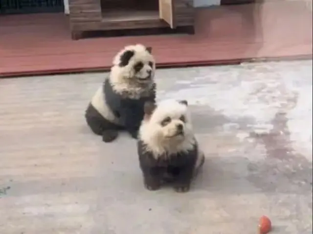 В Китае зоопарк пообещал показать посетителям новую породу панд и вот, что из этого вышло