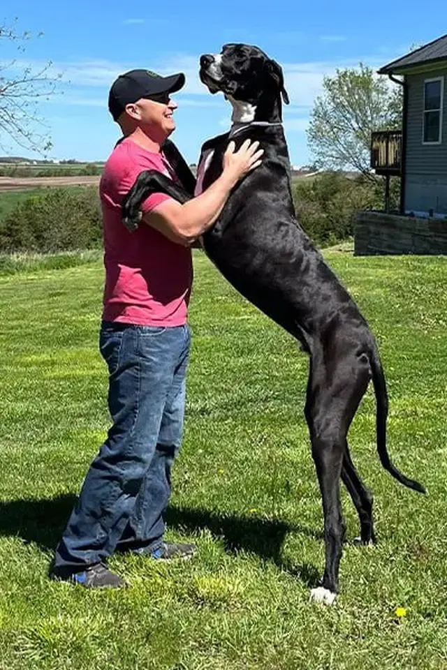 Немецкий дог Кевин - самая высокая собака о версии Книги рекордов Гиннесса