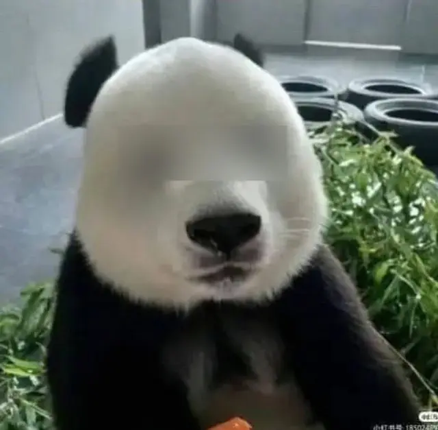 Как будет выглядеть панда без черных кругов вокруг глаз
