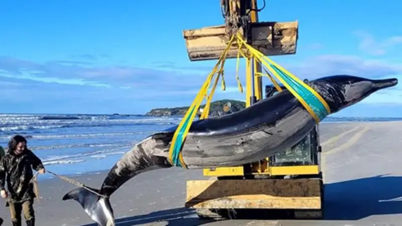 Самого редкого кита в мире нашли мёртвым на пляже в Новой Зеландии