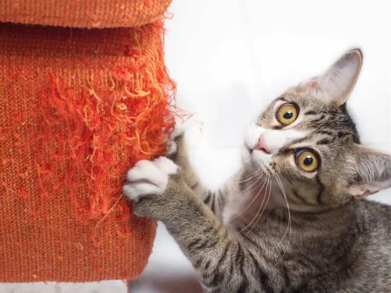 Ученые рассказали, как отучить кошку драть мебель