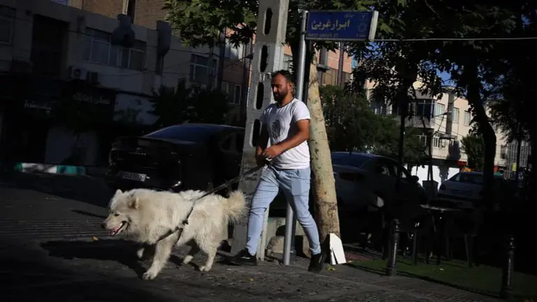 В Иране запретили выгуливать собак — власти считают их «нечистыми» животными