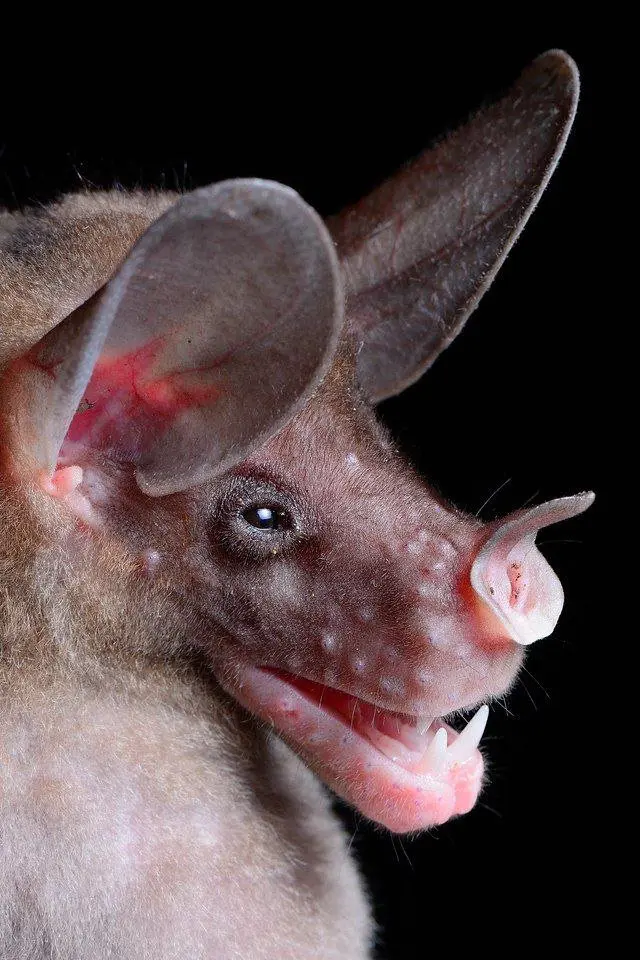 Галерея портретов летучих мышей биолога из Никарагуа