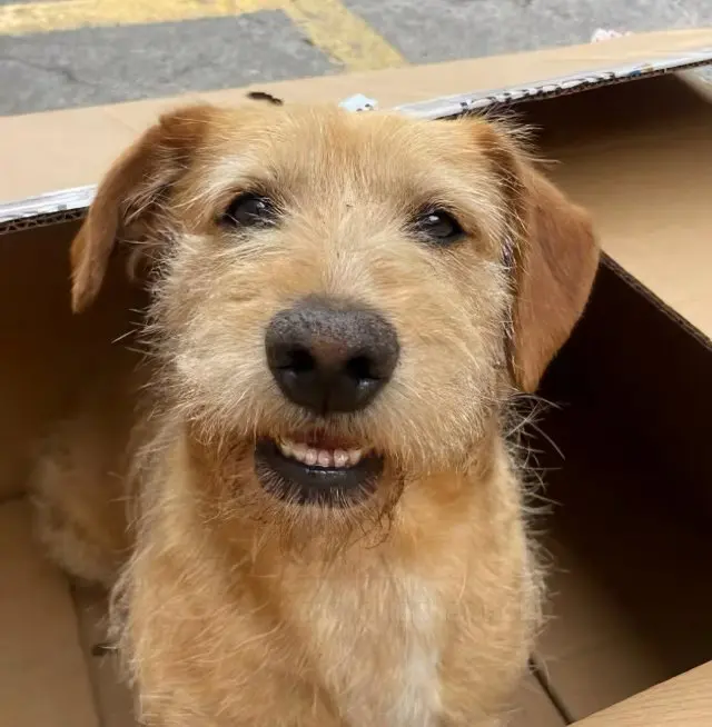 Дон Луис - самый хитрый пес интроверт