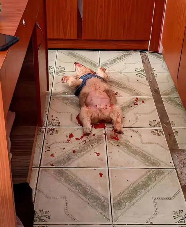 Щенок корги испугал хозяйку до полусмерти