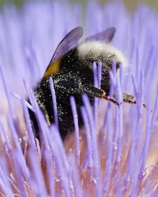 Как спят уставшие шмели после сбора нектара