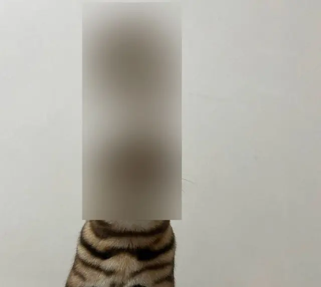 Пушистый Папа Римский